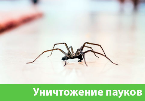 Избавиться от пауков в городе Егорьевск