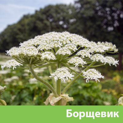 Борщевик в Егорьевске
