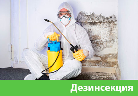 Дезинсекция в городе Егорьевск