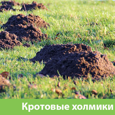 Кроты на участке в Егорьевске