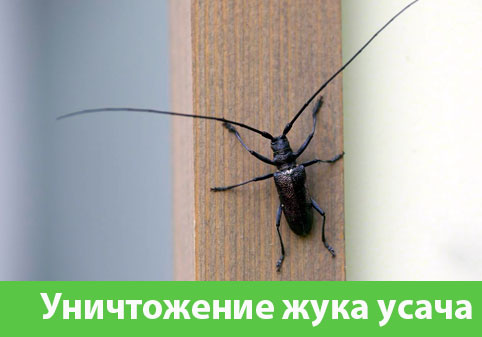 Обработка от жука усача в городе Егорьевск