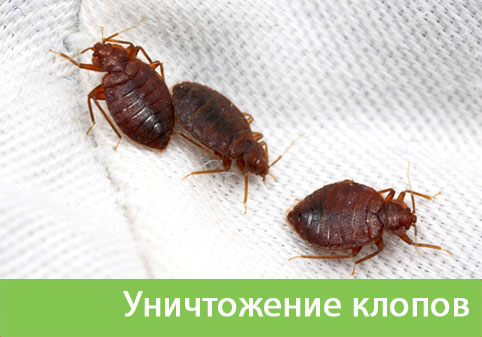 Уничтожение клопов в городе Егорьевск