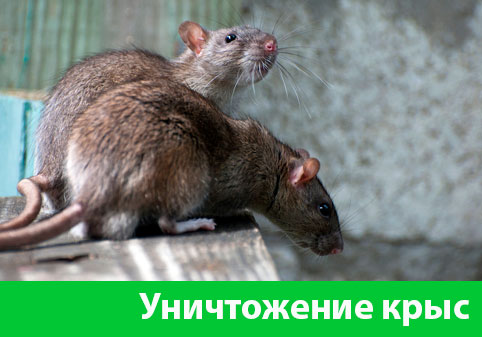 Уничтожение крыс в городе Егорьевск