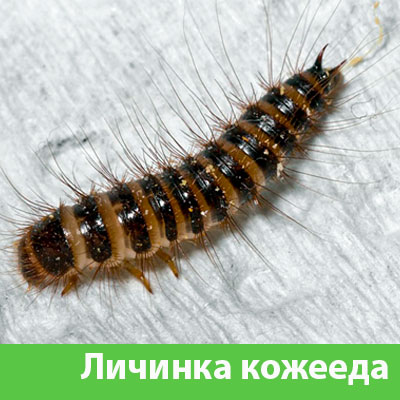 Личинка Кожееда в Егорьевске