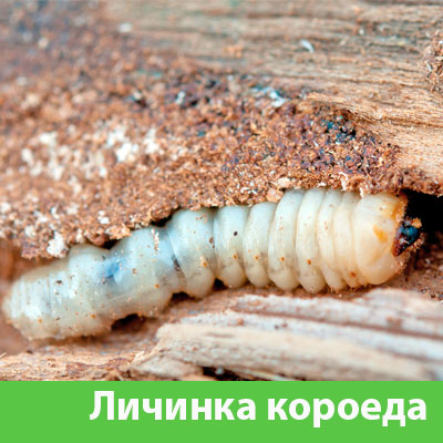 Уничтожение личинок короеда в Егорьевске