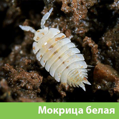 Мокрица в Егорьевске фото