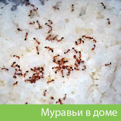 Муравьи в доме в Егорьевске