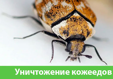 Обработка от кожееда в городе Егорьевск 