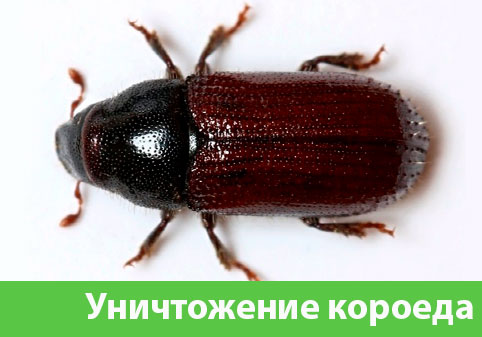 Обработка от древоточца в городе Егорьевск