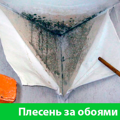 Удаление плесени в Егорьевске
