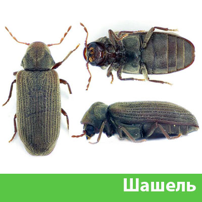 Обработка от шашеля в городе Егорьевск