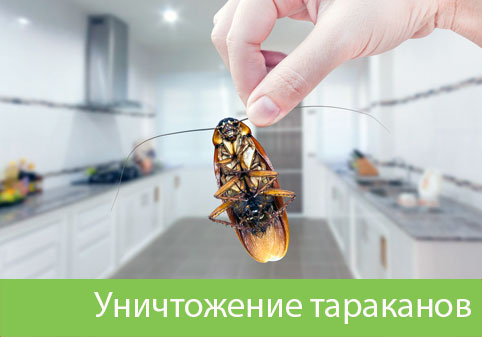 Уничтожение тараканов в городе Егорьевск
