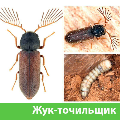 Уничтожение точильщика и личинок в Егорьевске