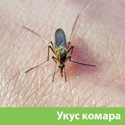 Укусы комаров в Егорьевске