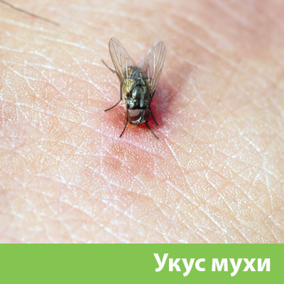 Уничтожение мух в Егорьевске