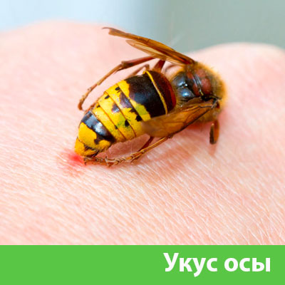 Профессиональное уничтожение ос и шершней в Егорьевске