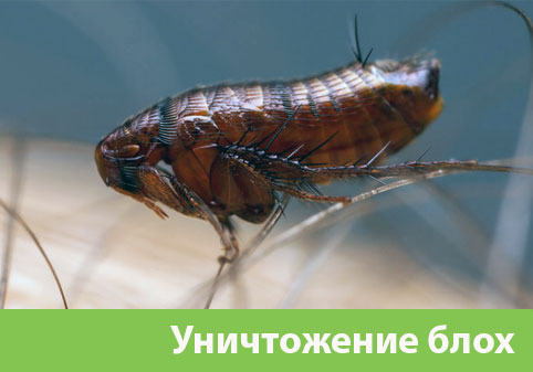 Уничтожение блох в городе Егорьевск
