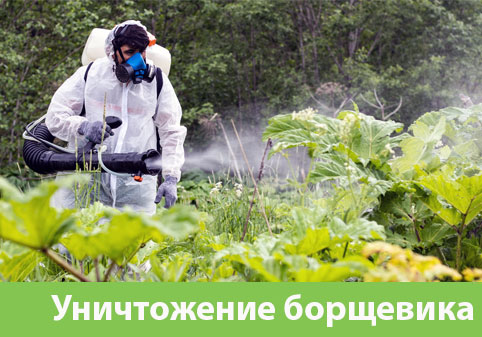 Уничтожение Борщевика в городе Егорьевск