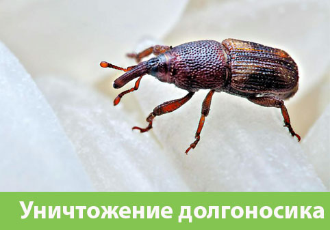 Уничтожение долгоносиков в городе Егорьевск