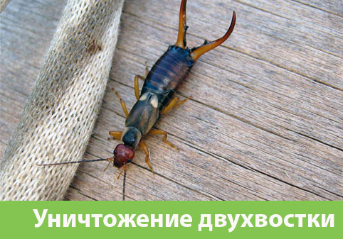 Уничтожение двухвостки в городе Егорьевск