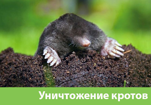 Уничтожение кротов в городе Егорьевск