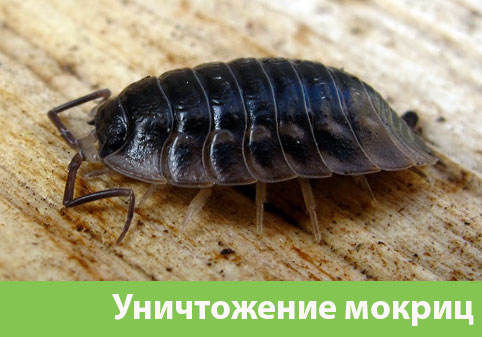 Мокрицы в квартире в городе Егорьевск