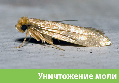 Уничтожение моли в городе Егорьевск 