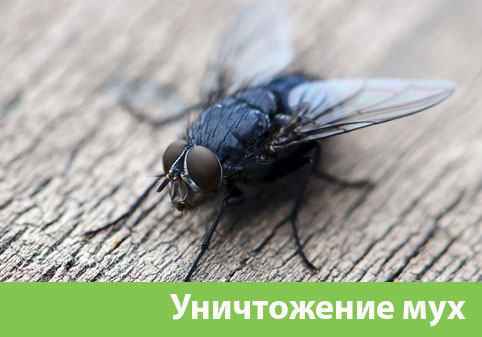 Уничтожение мух в городе Егорьевск