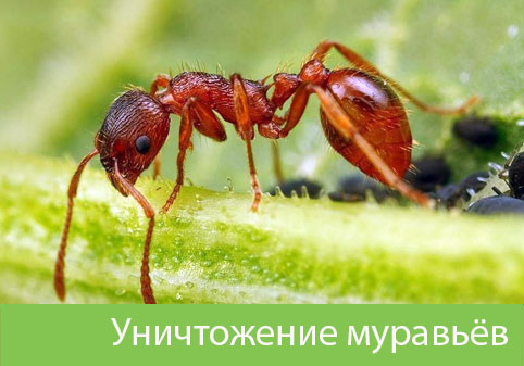 Уничтожение муравьёв в городе Егорьевск
