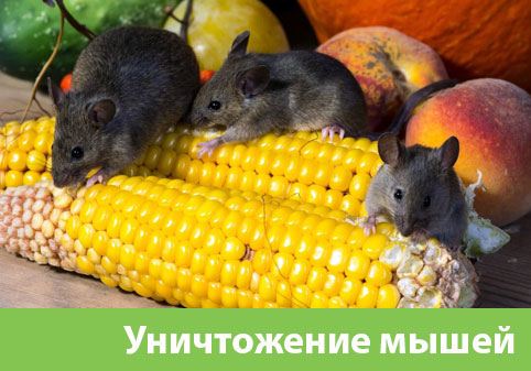 Уничтожение мышей в Егорьевске