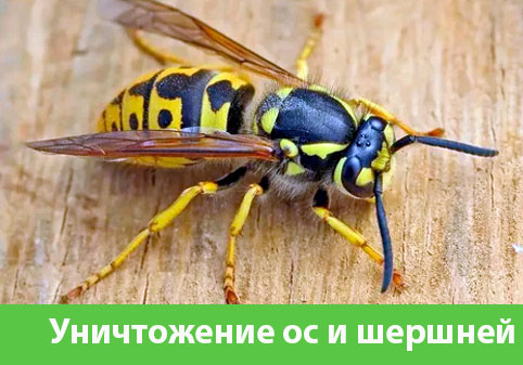 Уничтожение ос и шершней в городе Егорьевск