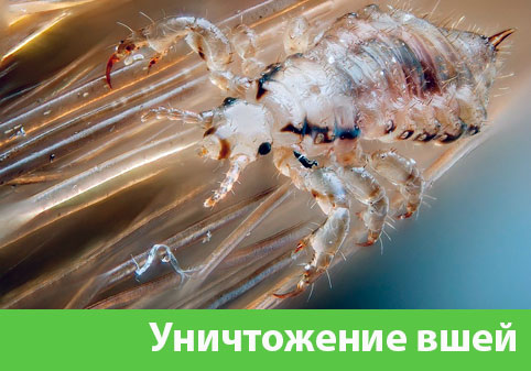 Уничтожение вшей в городе Егорьевск